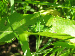 Poecilimon intermedius