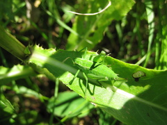 Poecilimon intermedius