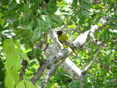 Oriolus larvatus