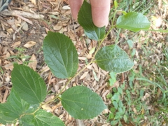 Celtis sinensis