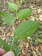 Celtis sinensis