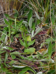 Pterostylis tanypoda