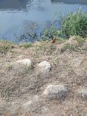 Ixobrychus cinnamomeus