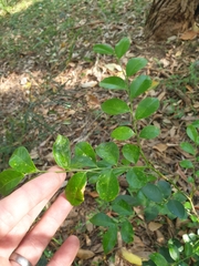 Murraya paniculata