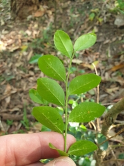 Murraya paniculata