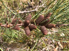 Allocasuarina paludosa