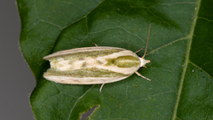 Earias huegeliana