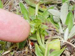 Pterostylis tanypoda