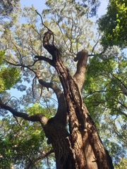 Eucalyptus microcorys