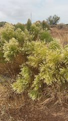 Baccharis sarothroides
