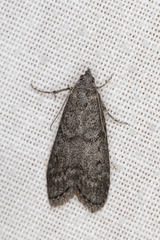 Heteromicta pachytera