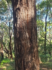 Eucalyptus microcorys