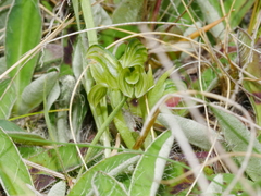 Pterostylis tanypoda