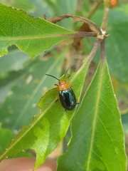 Lamprolina simillima