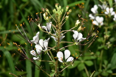 Cleome gynandra