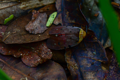 Penthicodes atomaria