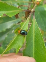 Lamprolina simillima