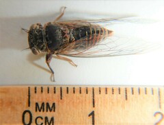 Popplepsalta