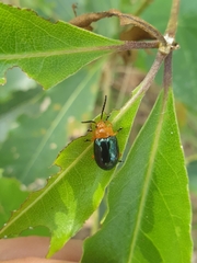 Lamprolina simillima