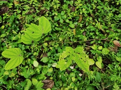 Bauhinia phoenicea
