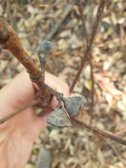 Lophostemon confertus