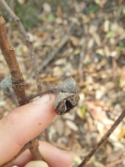 Lophostemon confertus