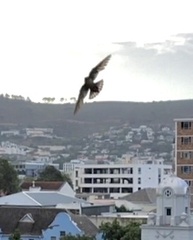 Ptyonoprogne fuligula