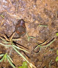 Uperodon taprobanicus