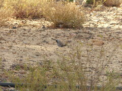 Oena capensis capensis