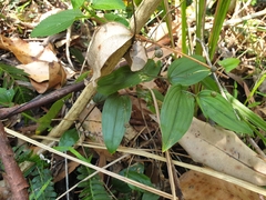 Tripladenia cunninghamii