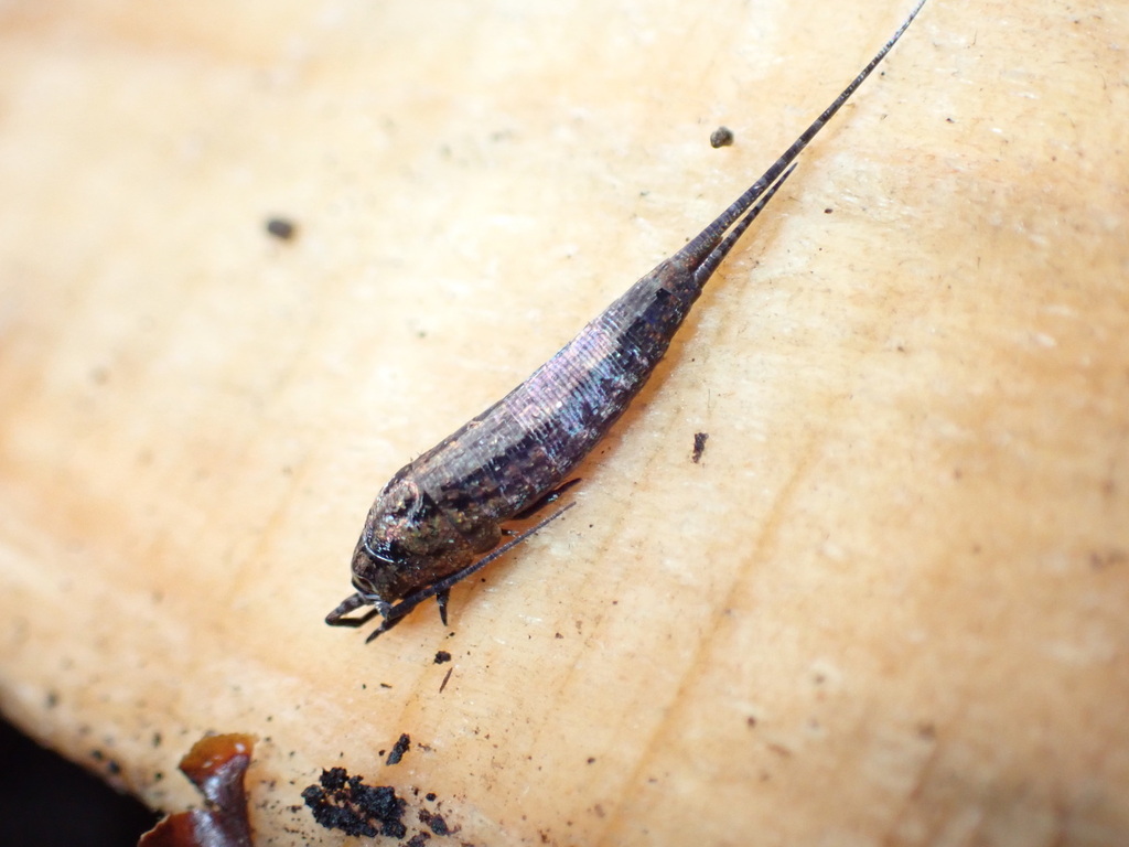 heathland bristletail