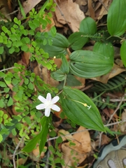 Tripladenia cunninghamii