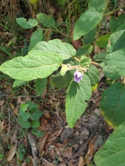 Solanum hapalum