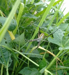 Argiope catenulata