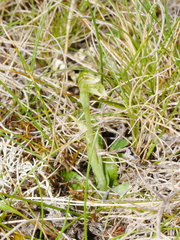 Pterostylis tanypoda