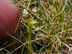 Pterostylis tanypoda
