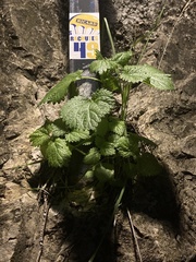 Urtica membranacea