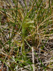 Pterostylis tanypoda
