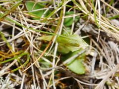 Pterostylis tanypoda
