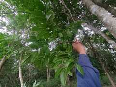 Astronium graveolens