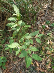 Solanum hapalum