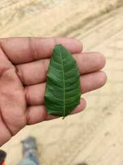 Astronium graveolens