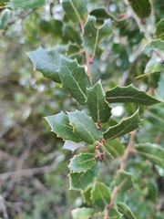 Quercus ilex