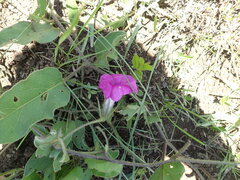 Ipomoea crassipes