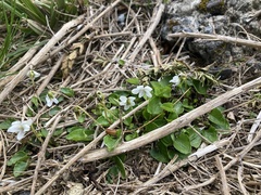 Viola cunninghamii