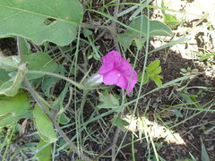 Ipomoea crassipes