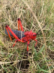 Phymateus morbillosus