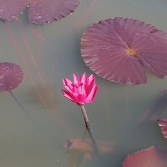Nymphaea rubra