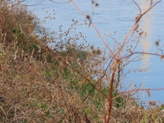 Accipiter nisus nisosimilis