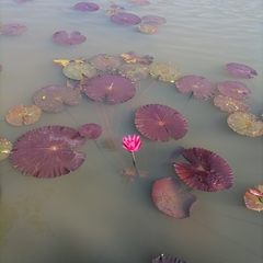Nymphaea rubra